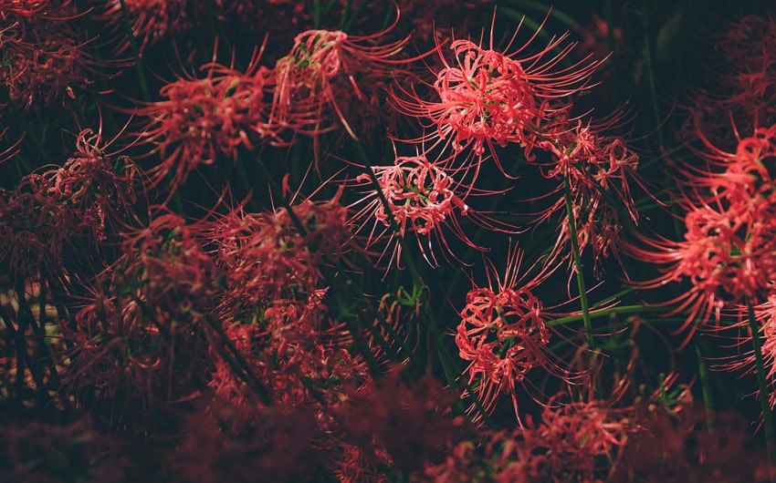 Meanings of the Red Spider Lily