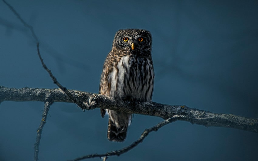 Owl at Night