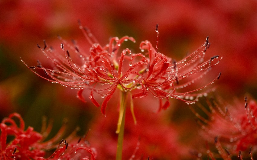 Red Spider Lily