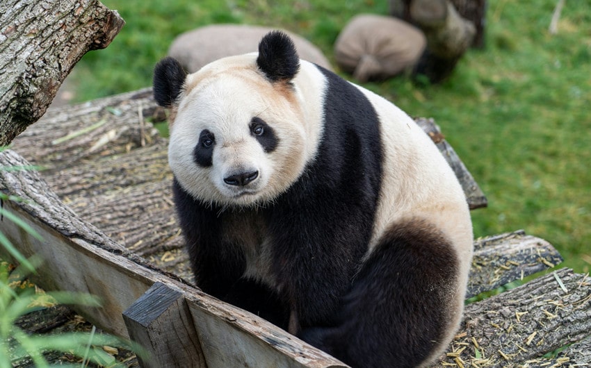 Unique Panda