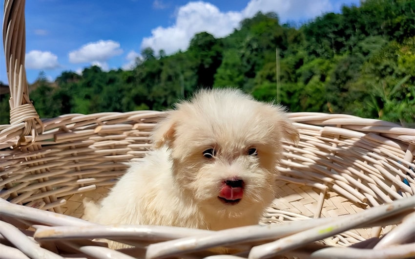 cream-colored dog names