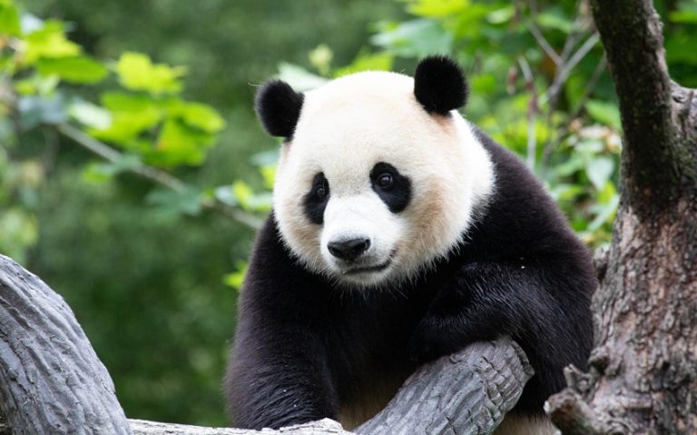 196 Cute Panda Names That Will Melt Your Heart Instantly