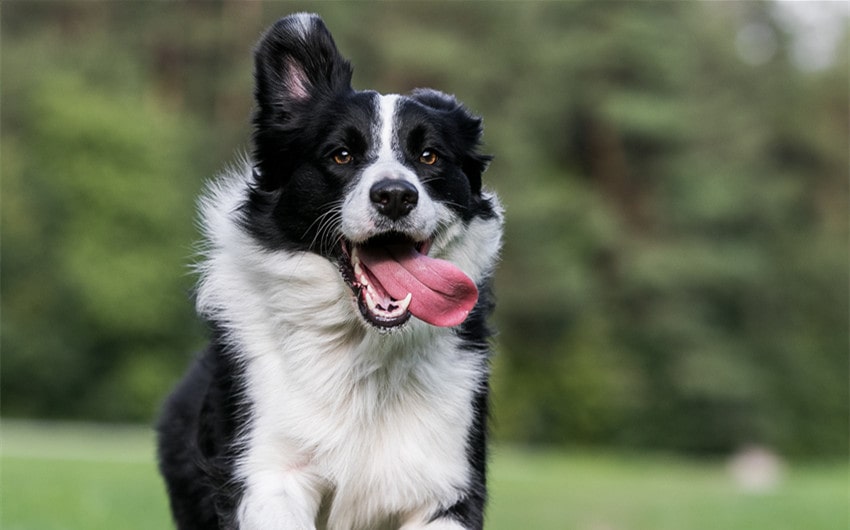 names for black and white dogs