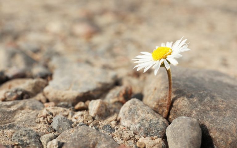 143 Inspiring Names That Mean Resilient for Boys and Girls