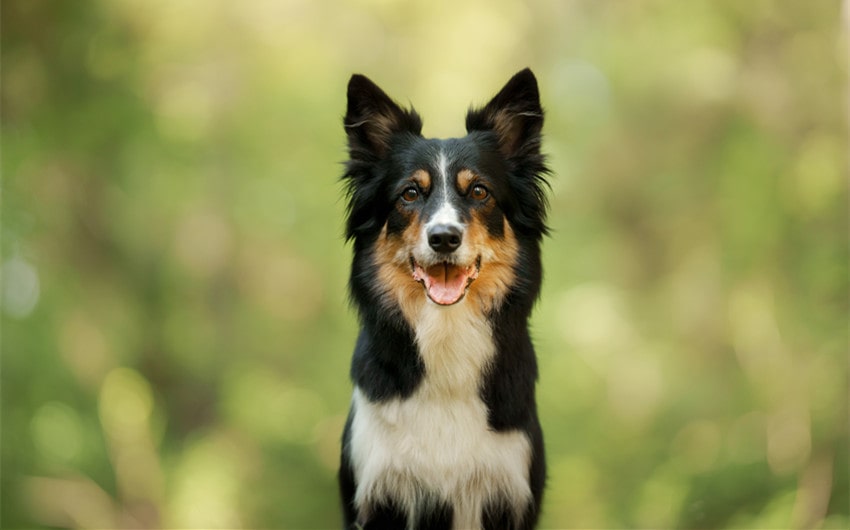 native american dog names