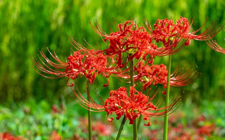 Red Spider Lily Meaning: What This Mysterious Flower Symbolizes