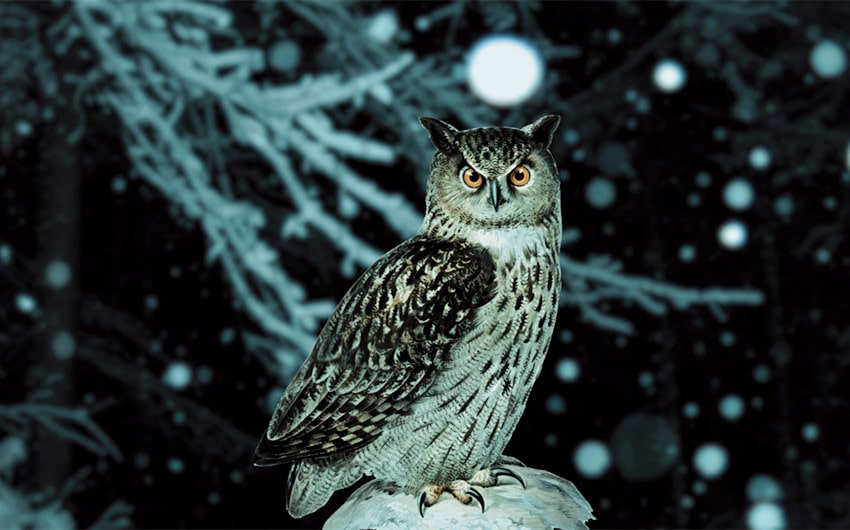 spiritual meanings of seeing an owl at night