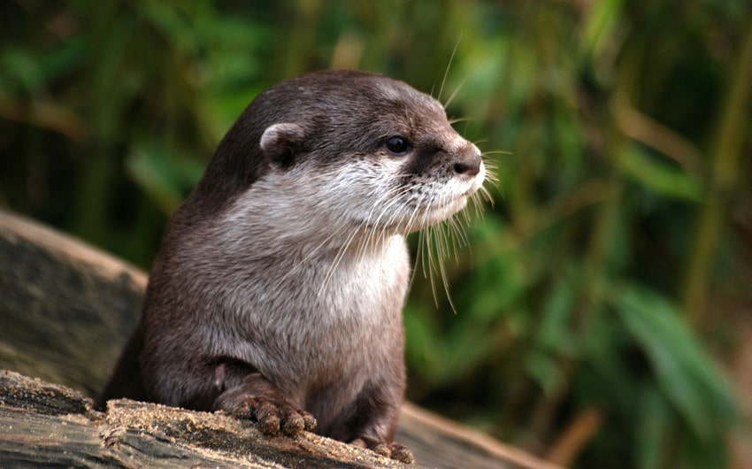 Otter