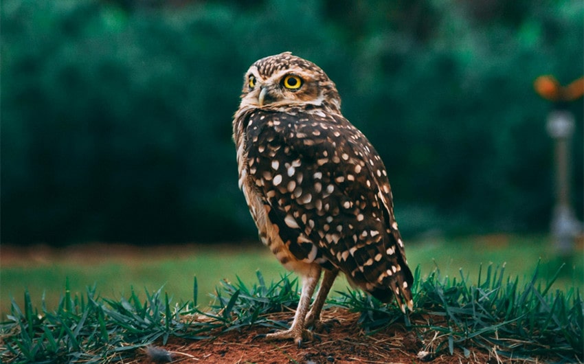 Owl