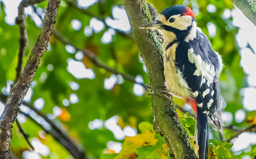 Woodpecker